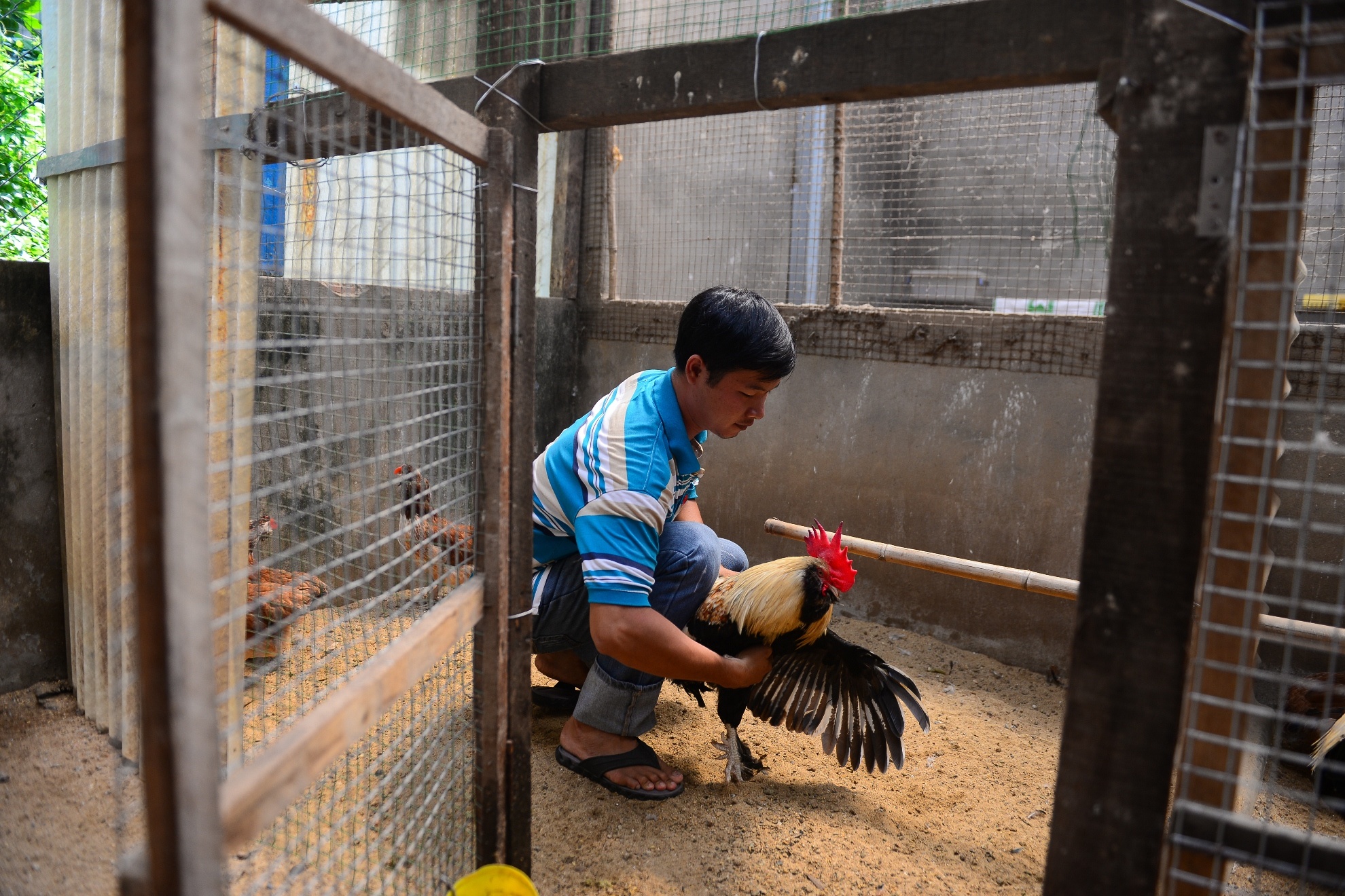 Gà kỳ lân năm ngón ảnh 11 Ga ky lan nam ngon anh 11