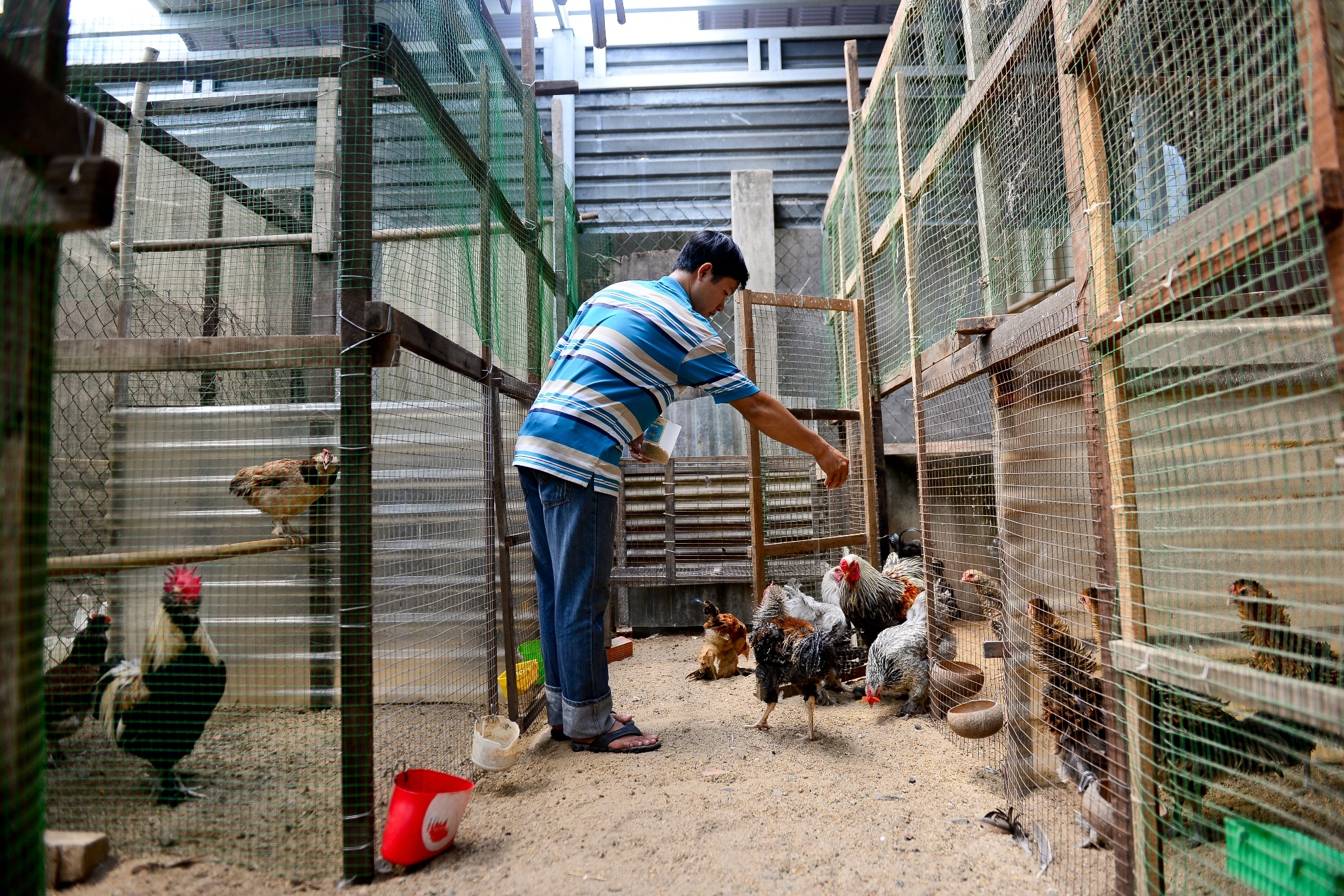 Gà kỳ lân năm ngón ảnh 12 Ga ky lan nam ngon anh 12