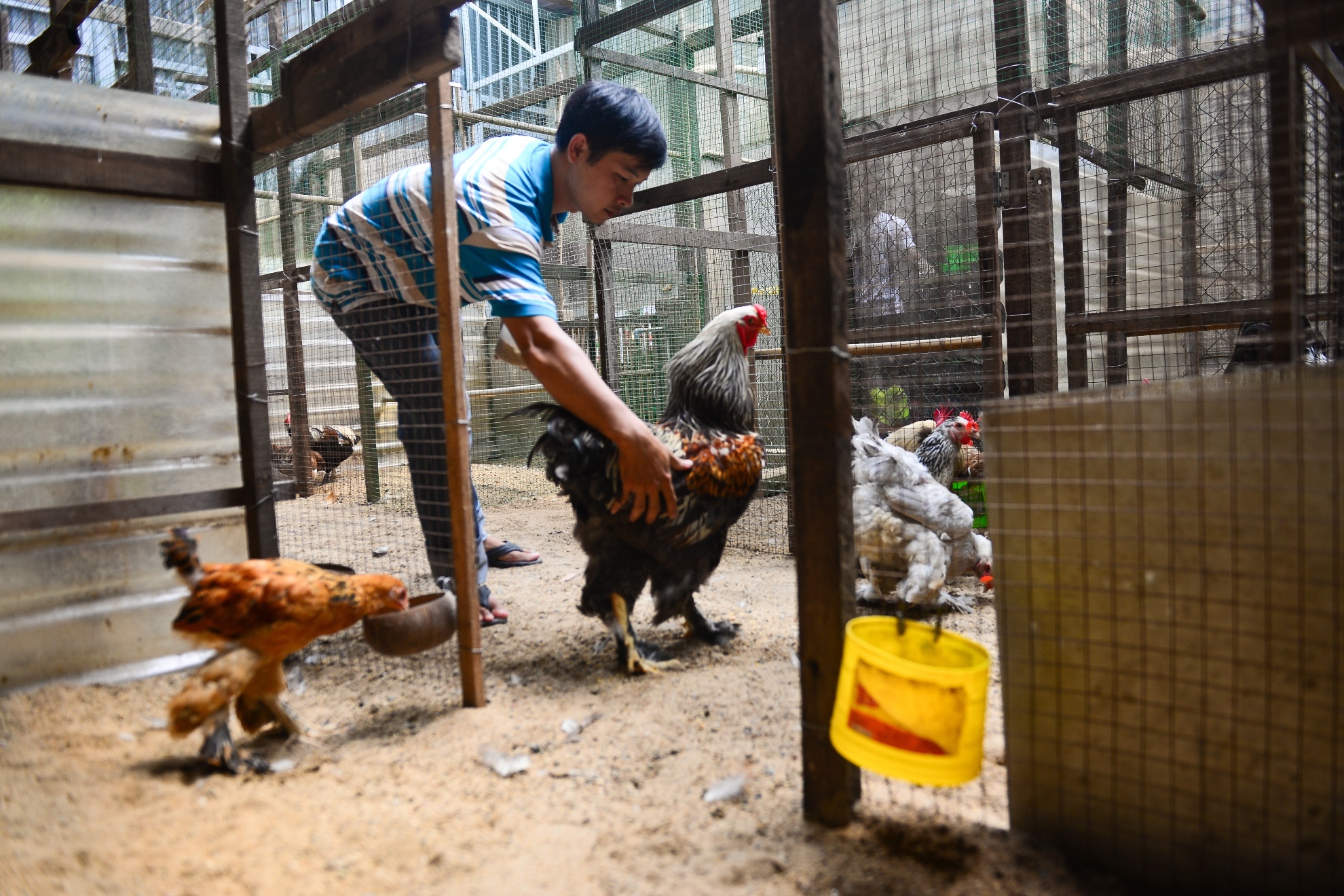 Gà kỳ lân năm ngón ảnh 13 Ga ky lan nam ngon anh 13