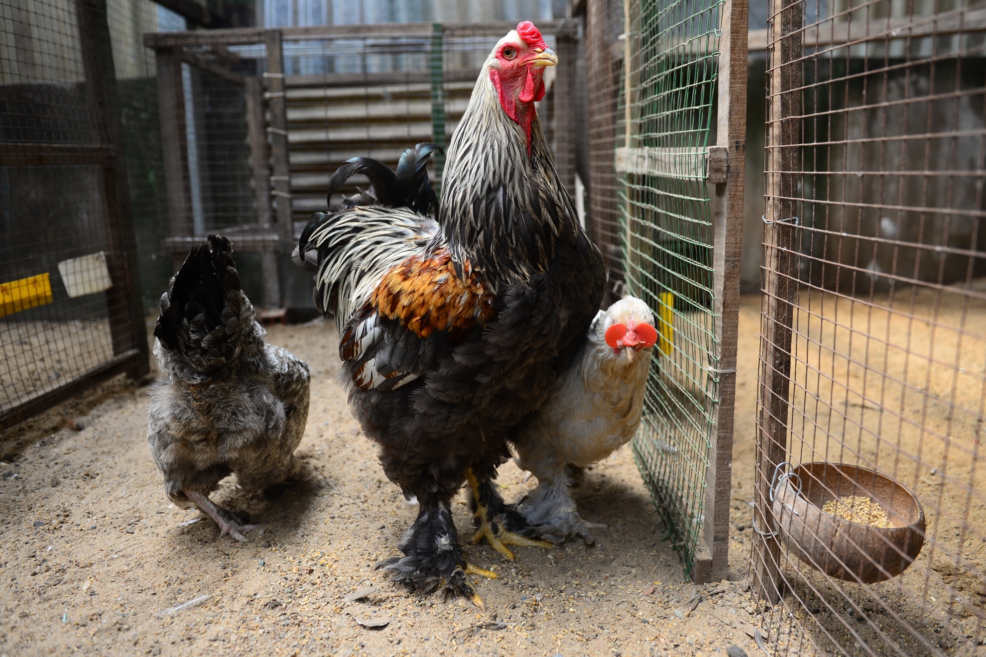 Gà kỳ lân năm ngón ảnh 14 Ga ky lan nam ngon anh 14