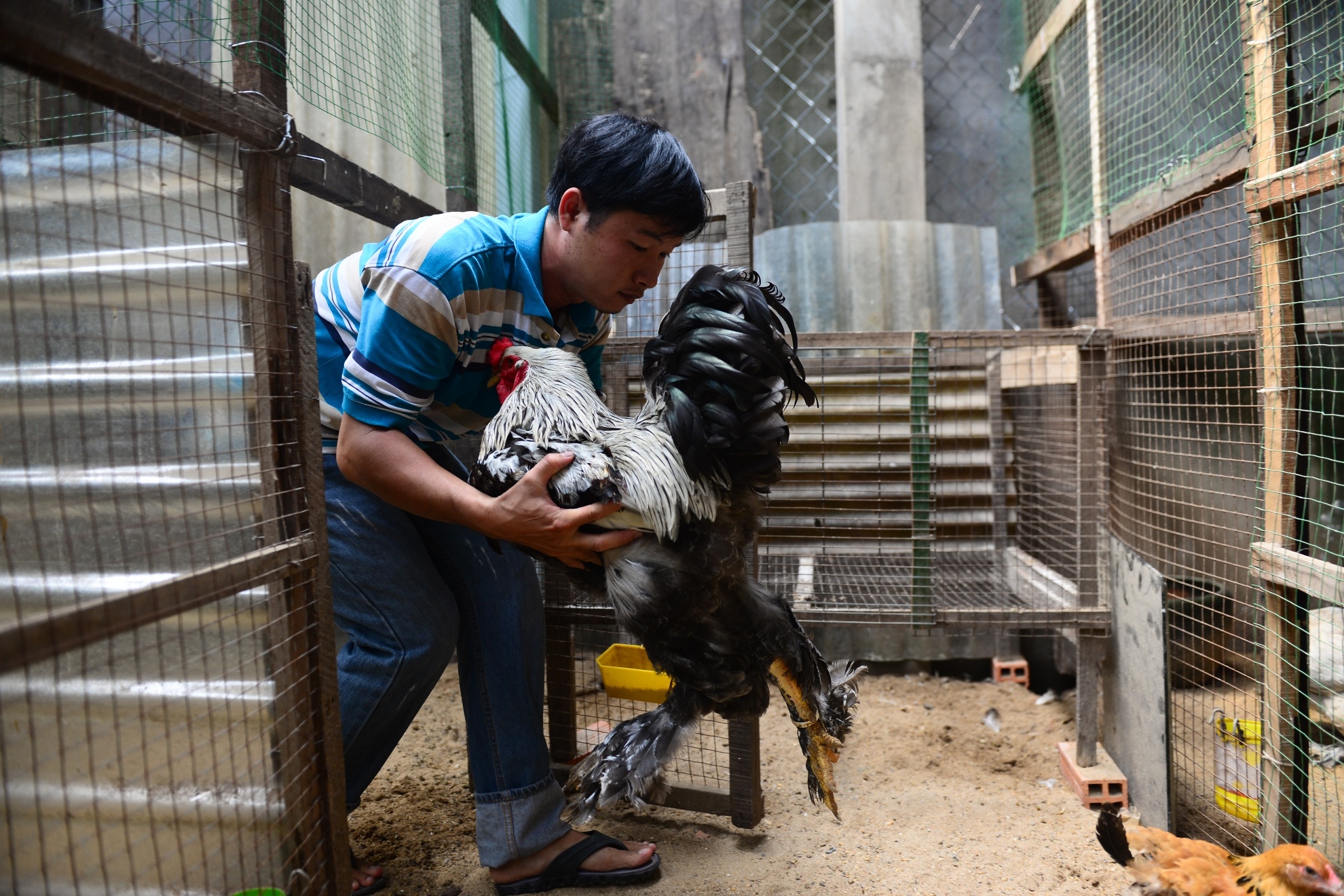 Gà kỳ lân năm ngón ảnh 9 Ga ky lan nam ngon anh 9