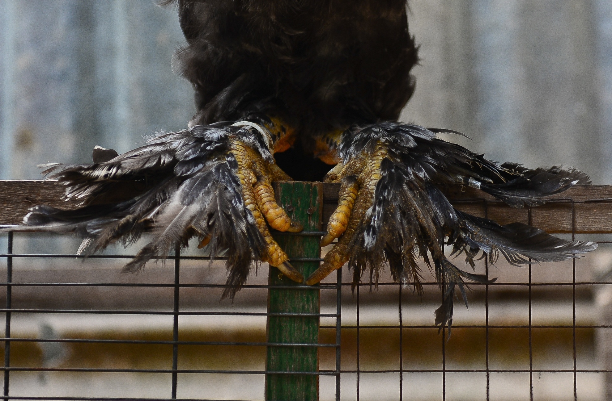 Gà kỳ lân năm ngón ảnh 2 Ga ky lan nam ngon anh 2