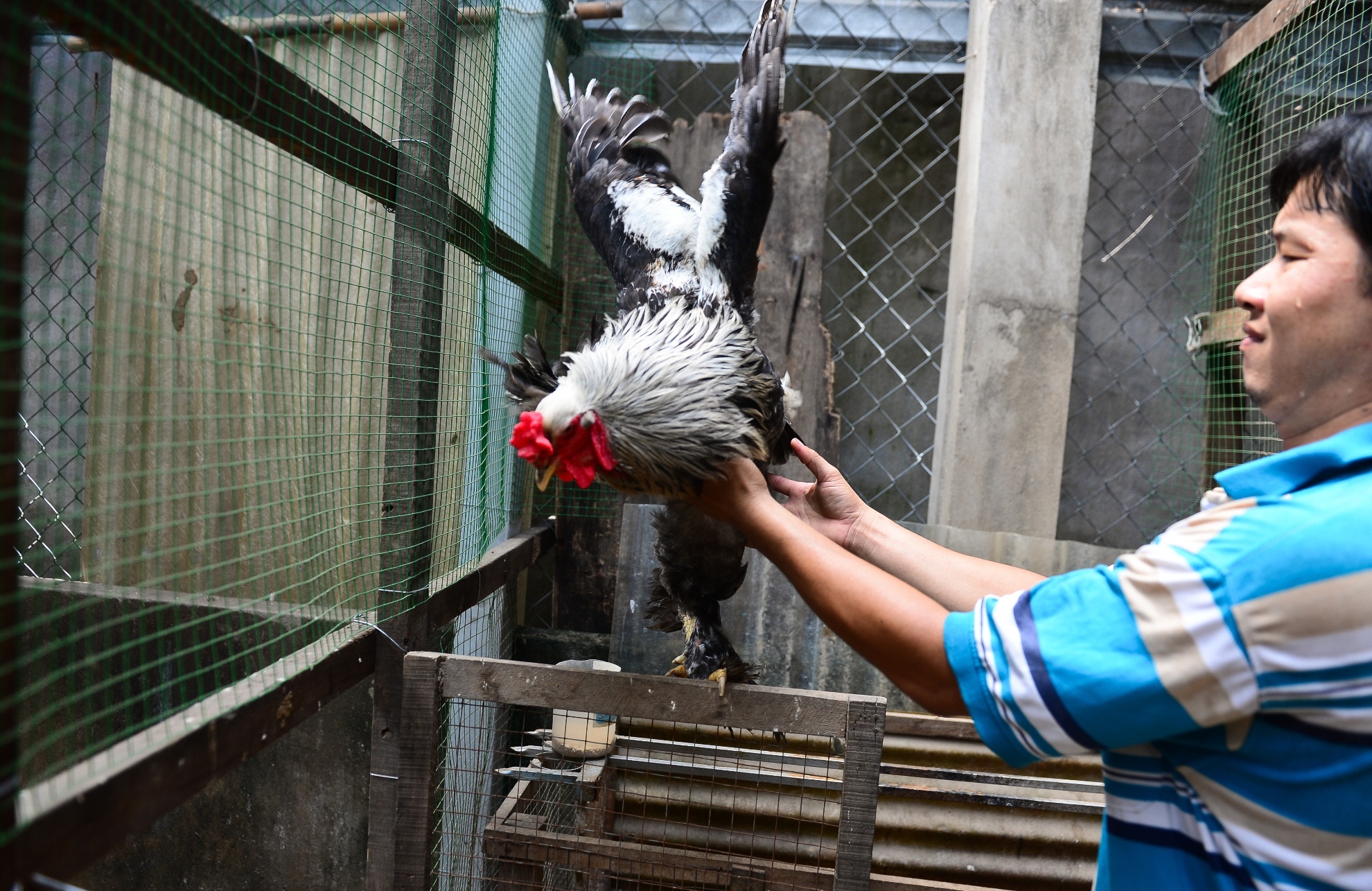 Gà kỳ lân năm ngón ảnh 1 Ga ky lan nam ngon anh 1