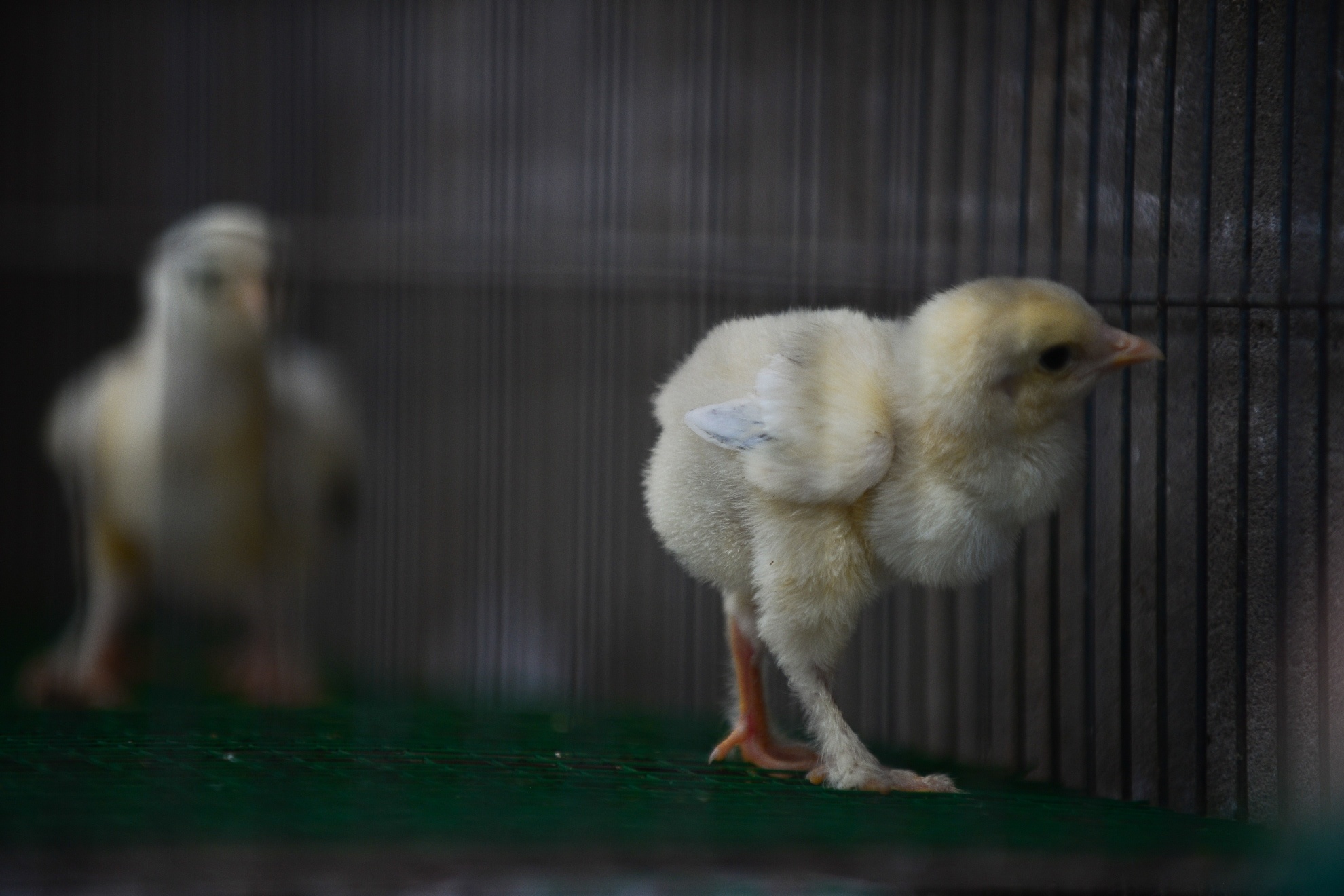 Gà kỳ lân năm ngón ảnh 8 Ga ky lan nam ngon anh 8