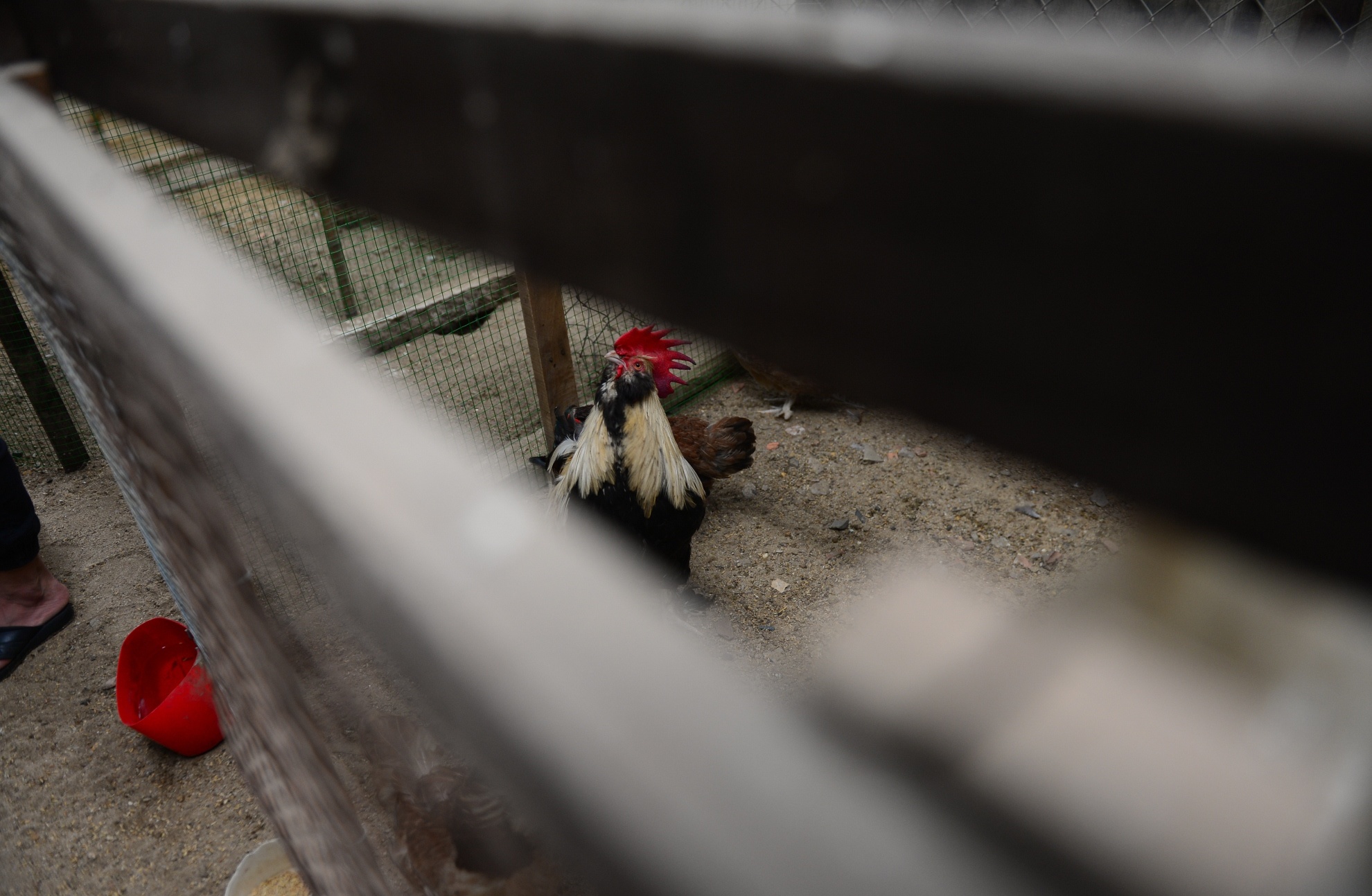 Gà kỳ lân năm ngón ảnh 4 Ga ky lan nam ngon anh 4