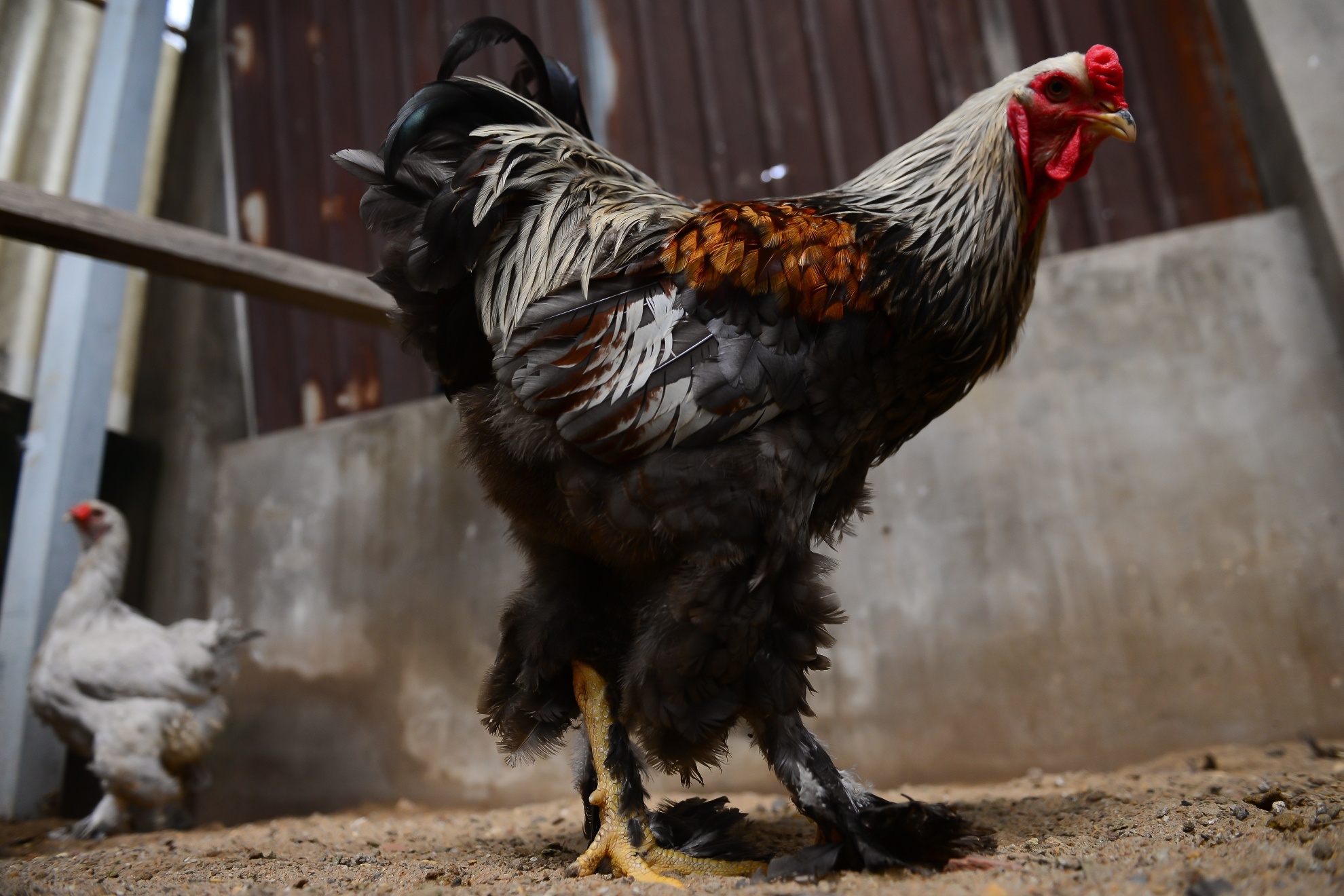 Gà kỳ lân năm ngón ảnh 5 Ga ky lan nam ngon anh 5