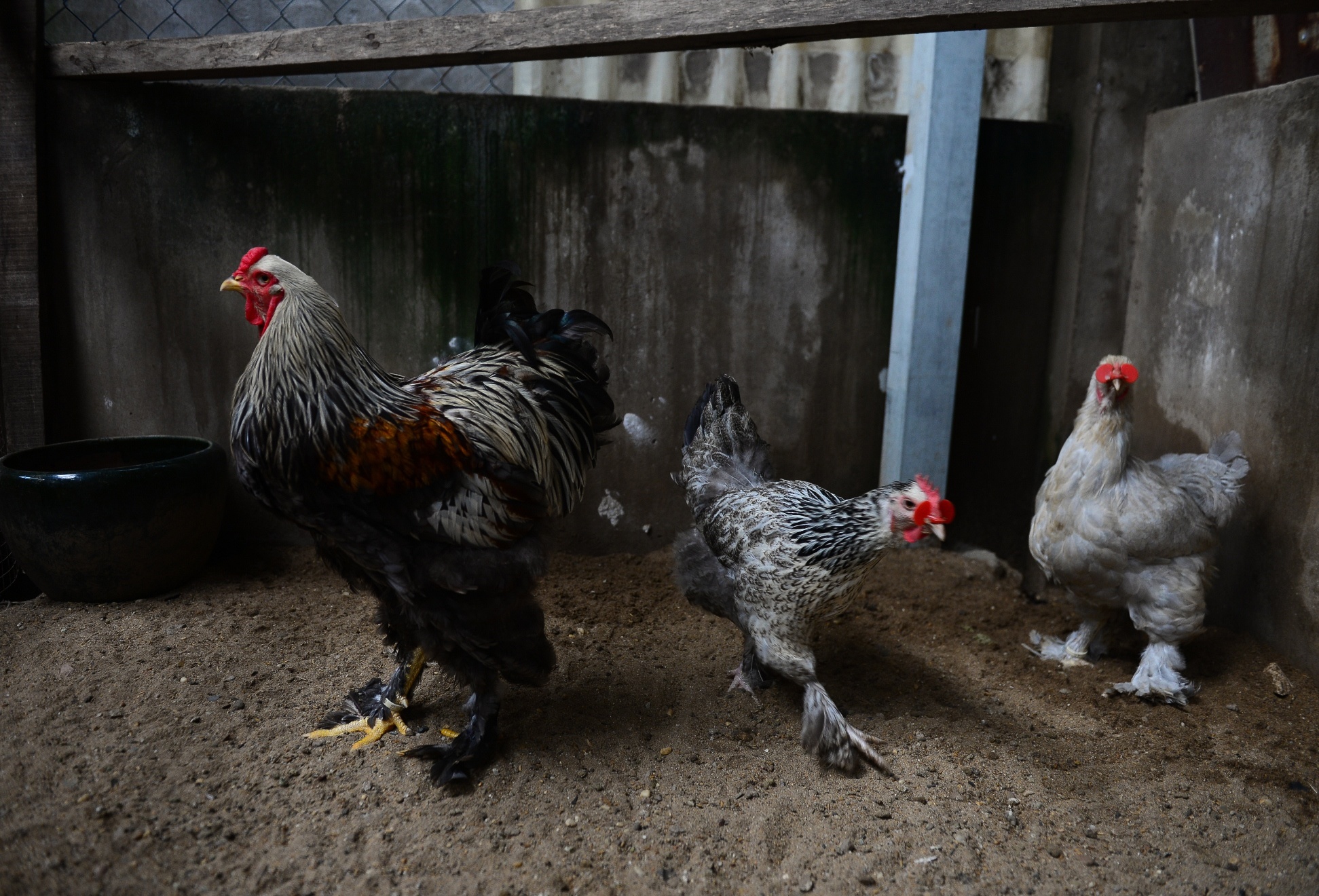 Gà kỳ lân năm ngón ảnh 6 Ga ky lan nam ngon anh 6