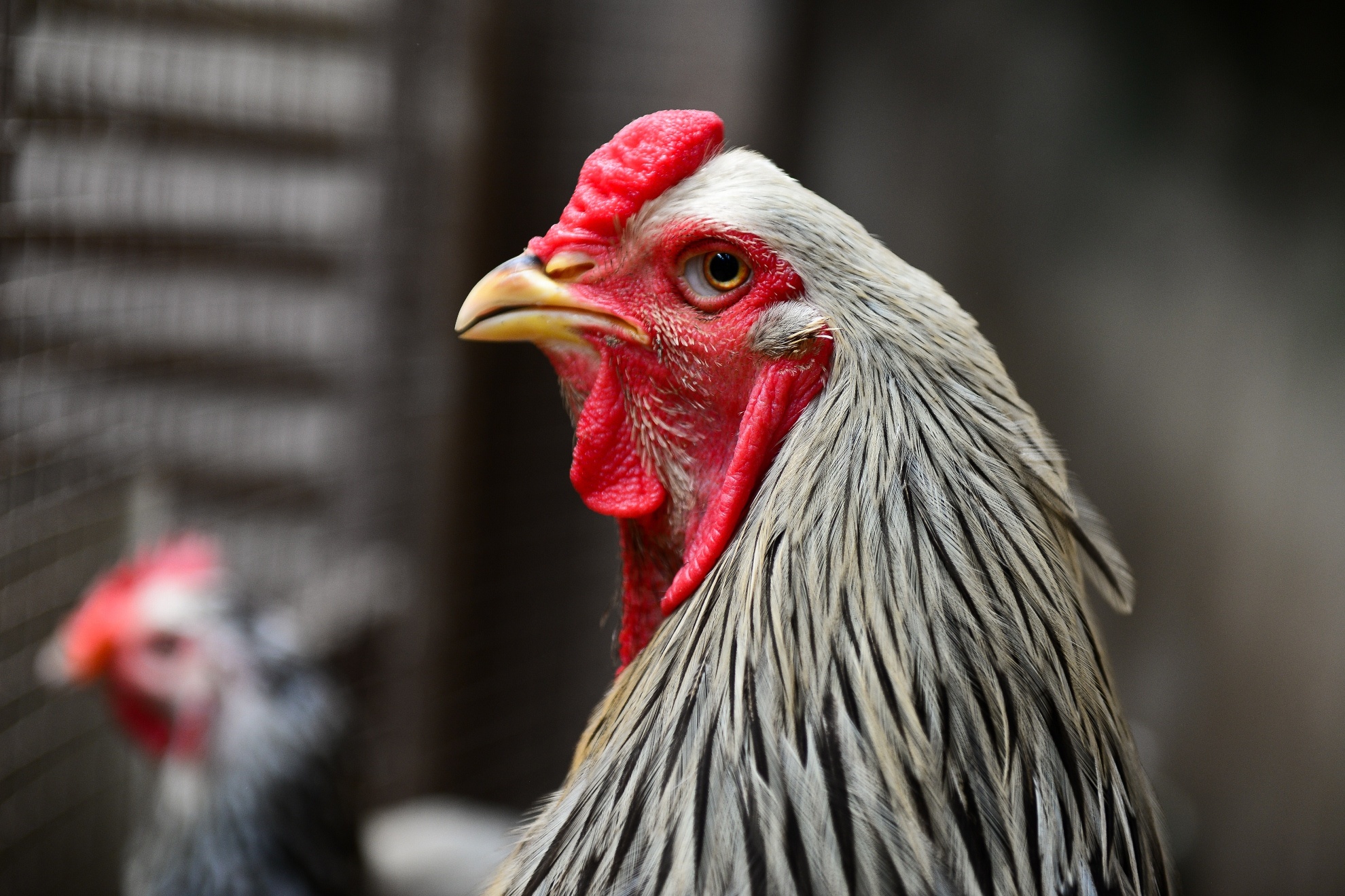 Gà kỳ lân năm ngón ảnh 7 Ga ky lan nam ngon anh 7