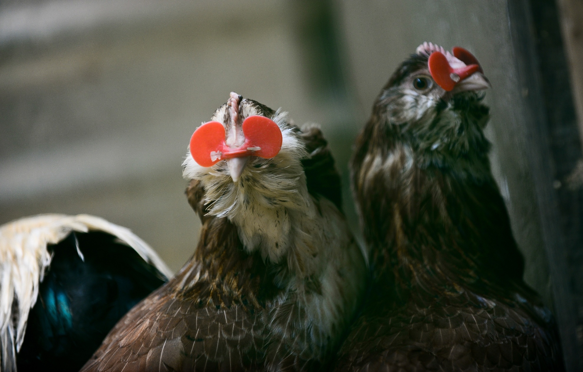 Gà kỳ lân năm ngón ảnh 10 Ga ky lan nam ngon anh 10