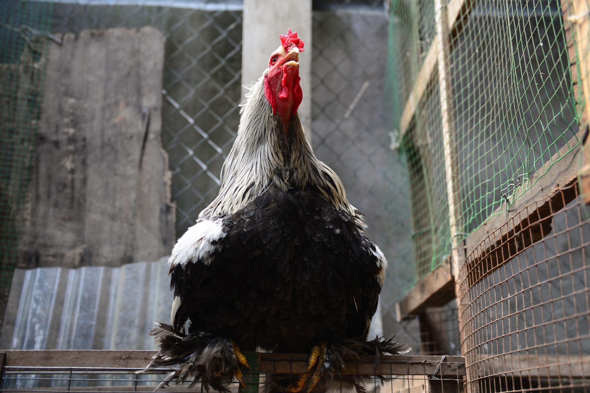 Ga ky lan nam ngon gia chuc trieu tai Sai Gon hinh anh