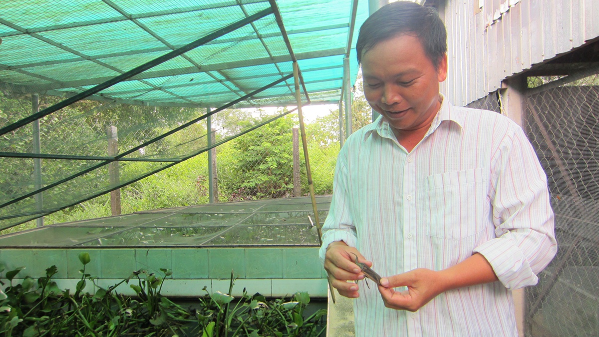 Nuôi cà cuống kiếm tiền triệu mỗi ngày ảnh 1 Nuoi ca cuong kiem tien trieu moi ngay anh 1