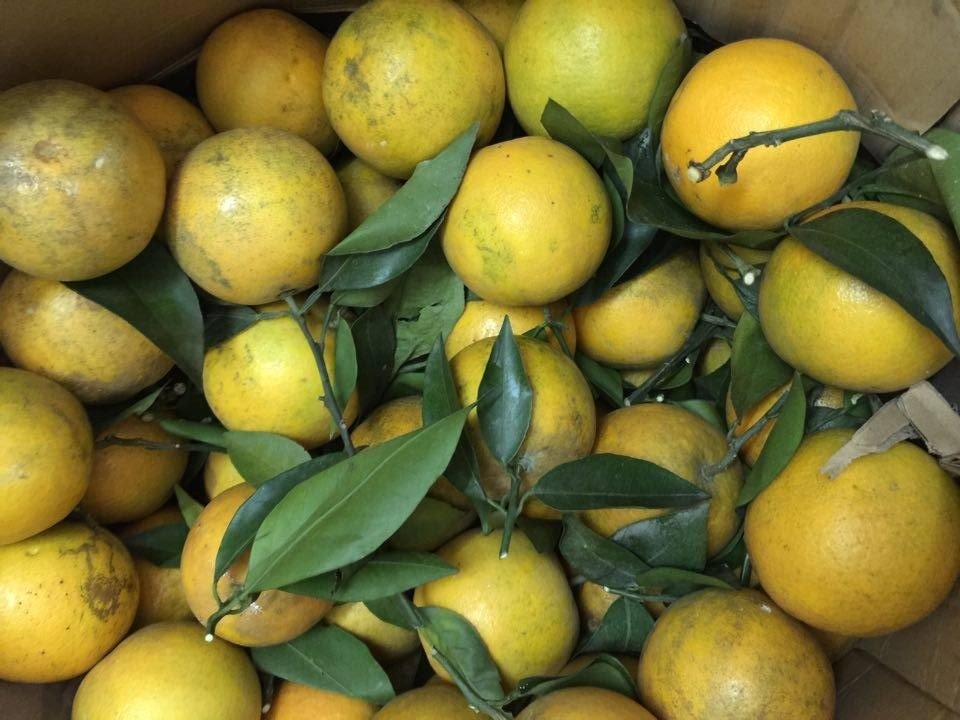 Khap noi trai cay Trung Quoc anh 2