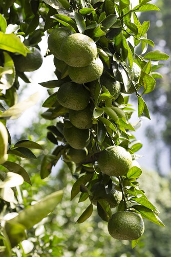 Nhiều gia đình thành tỷ phú vì cam Hàm Yên ảnh 10 Nhieu gia dinh thanh ty phu vi cam Ham Yen anh 10