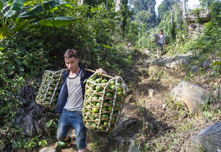 Nhieu gia dinh thanh ty phu vi cam Ham Yen anh 12