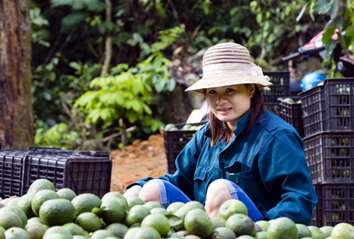 Trong cam sanh Ham Yen, nhieu gia dinh thanh ty phu hinh anh