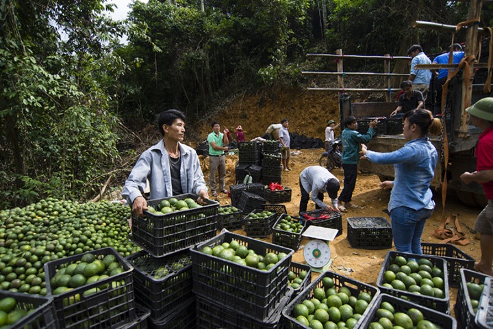 Nhiều gia đình thành tỷ phú vì cam Hàm Yên ảnh 1 Nhieu gia dinh thanh ty phu vi cam Ham Yen anh 1