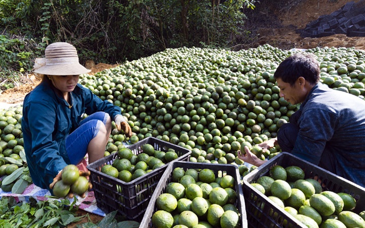 Nhiều gia đình thành tỷ phú vì cam Hàm Yên ảnh 3 Nhieu gia dinh thanh ty phu vi cam Ham Yen anh 3