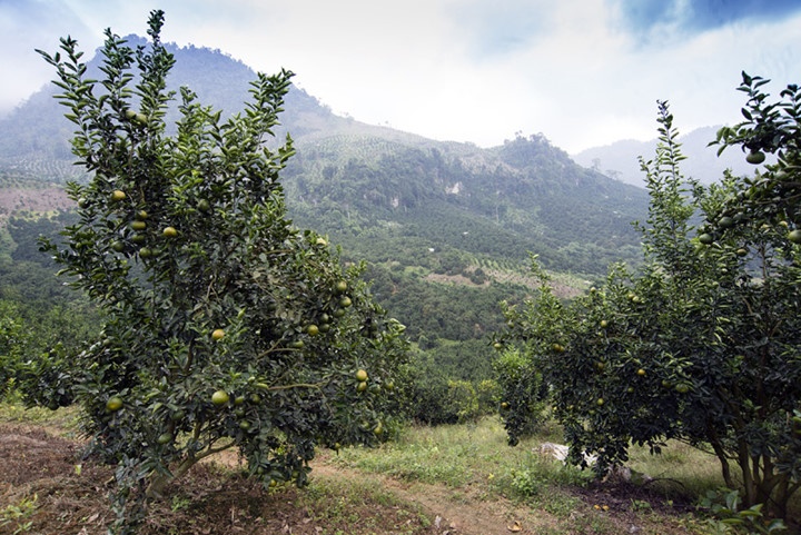 Nhiều gia đình thành tỷ phú vì cam Hàm Yên ảnh 4 Nhieu gia dinh thanh ty phu vi cam Ham Yen anh 4