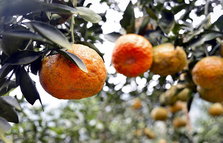 Nhieu gia dinh thanh ty phu vi cam Ham Yen anh 6