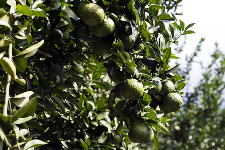 Nhiều gia đình thành tỷ phú vì cam Hàm Yên ảnh 7 Nhieu gia dinh thanh ty phu vi cam Ham Yen anh 7