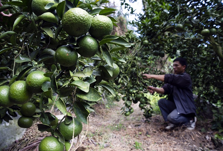 Nhiều gia đình thành tỷ phú vì cam Hàm Yên ảnh 9 Nhieu gia dinh thanh ty phu vi cam Ham Yen anh 9