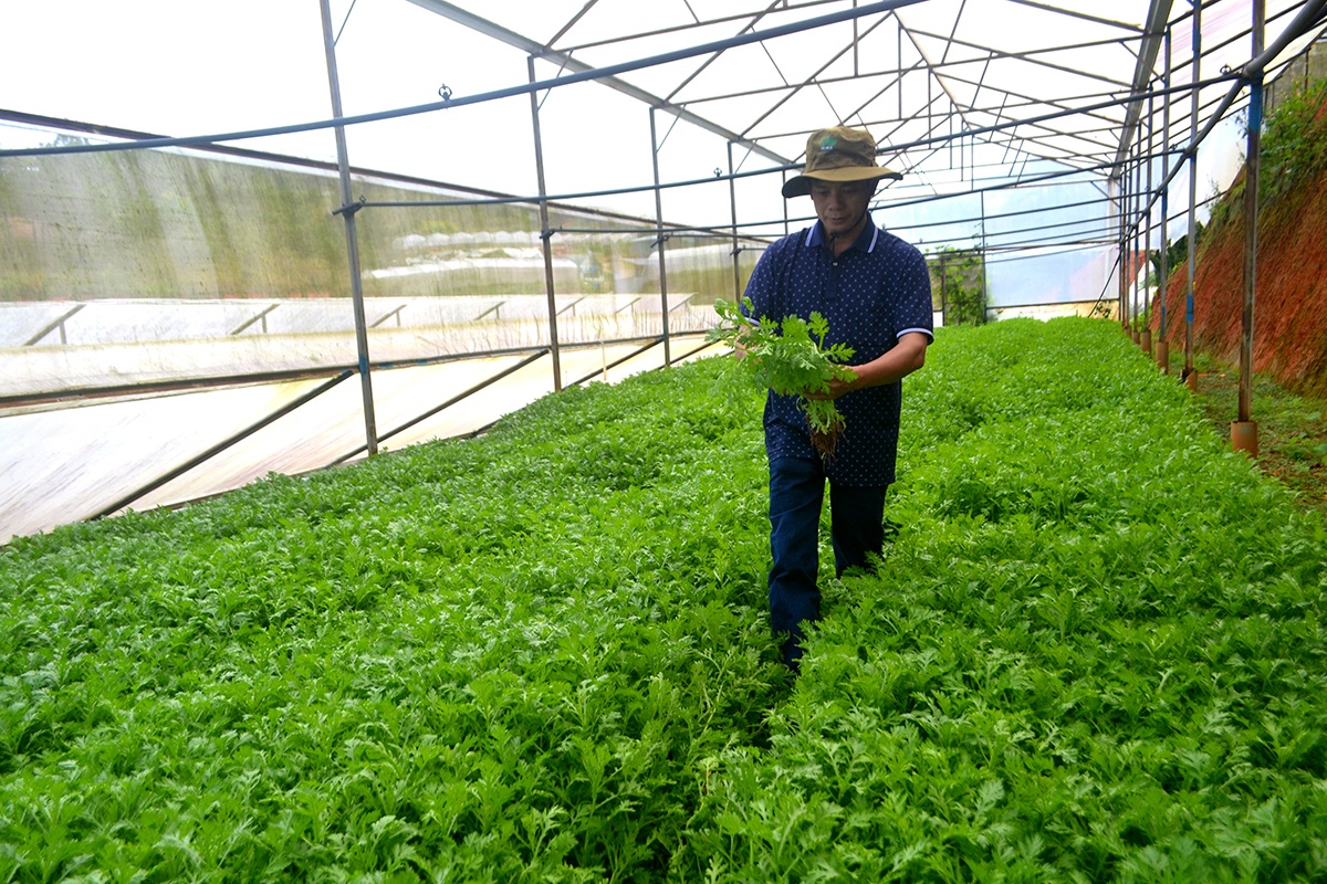 Nông dân thuê kiểm định rau ảnh 1 Nong dan thue kiem dinh rau anh 1