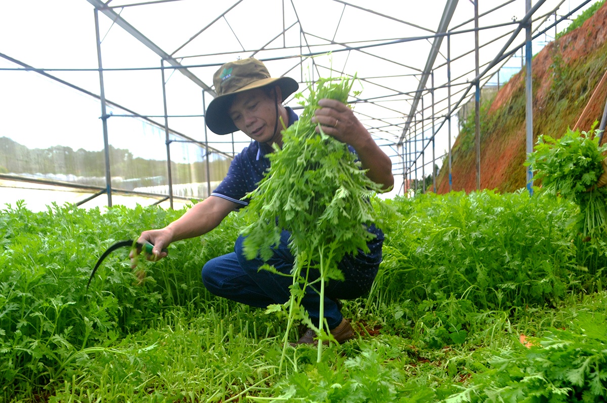 Nông dân thuê kiểm định rau ảnh 2 Nong dan thue kiem dinh rau anh 2