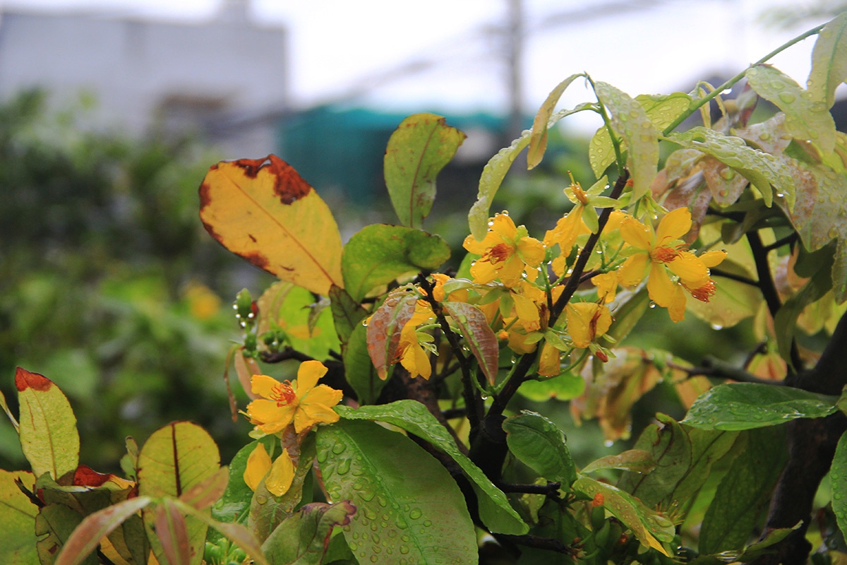 Dan trong mai Tet lo hoa no som anh 2