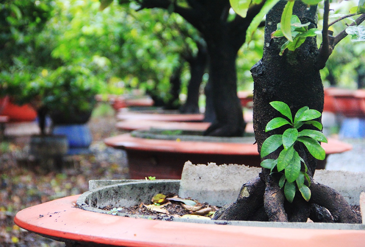 Dan trong mai Tet lo hoa no som anh 3