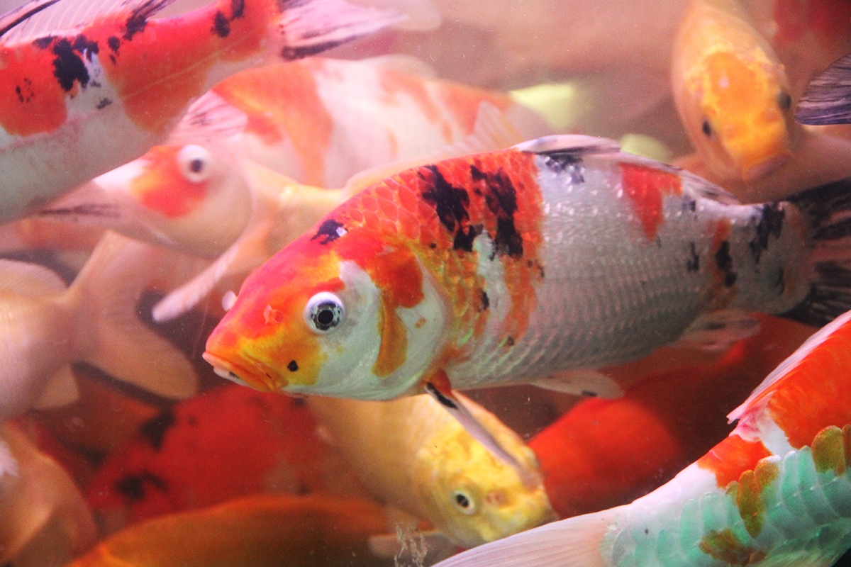 Dan Sai Gon bat dau do xo di mua ca chep phong sinh anh 2