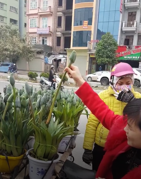 Lat tay chieu ban cay canh dom tai Ha Noi hinh anh