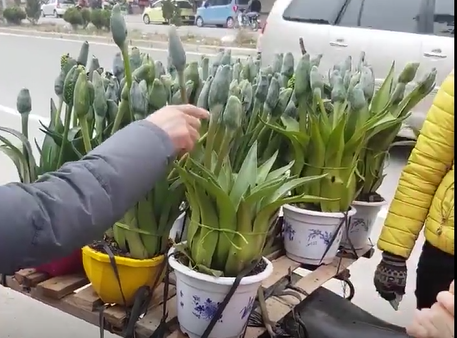 Clip lat tay chieu ban cay canh dom dip can Tet hinh anh