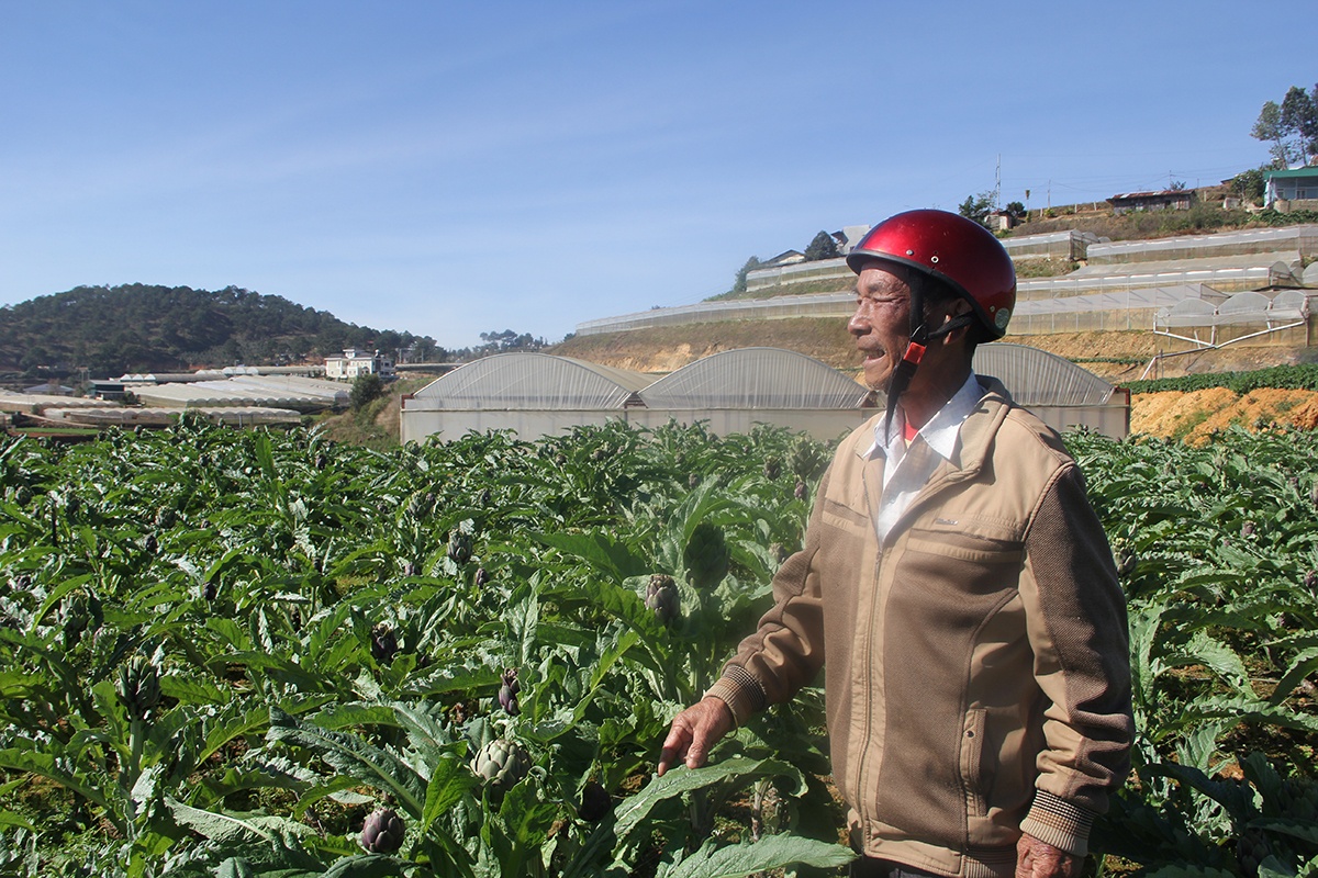 Thu 400 trieu nam nho trong atiso duoc lieu anh 1