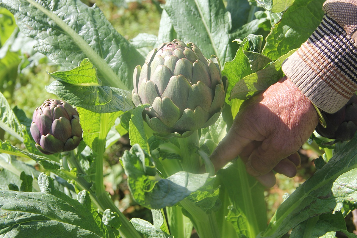 Thu 400 trieu nam nho trong atiso duoc lieu anh 2