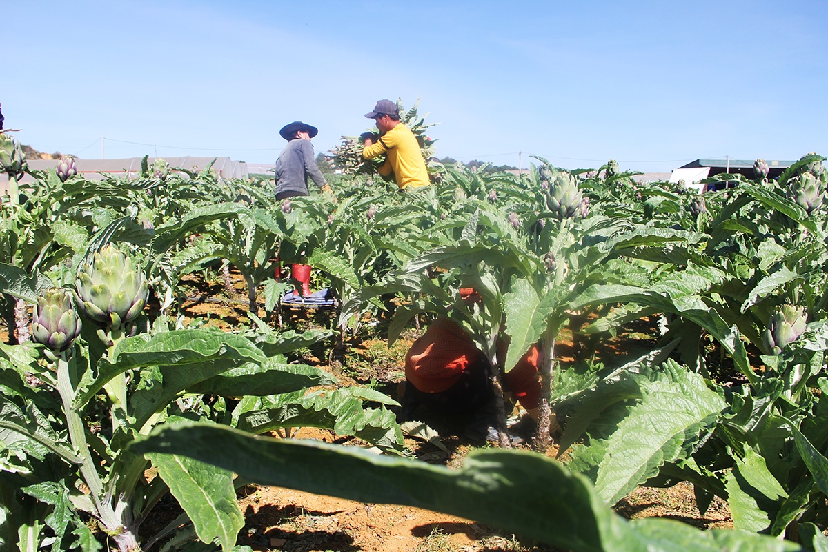 Thu 400 trieu nam nho trong atiso duoc lieu anh 5