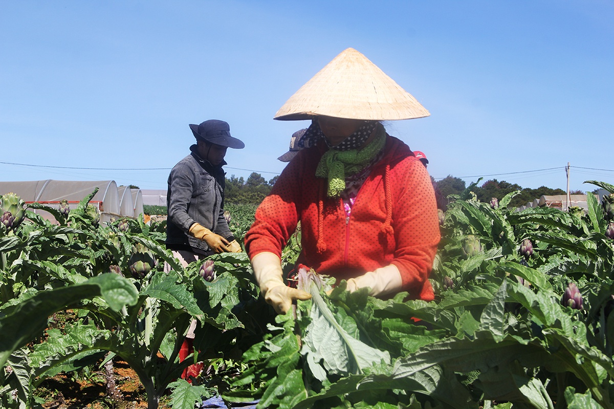 Thu 400 trieu nam nho trong atiso duoc lieu anh 3