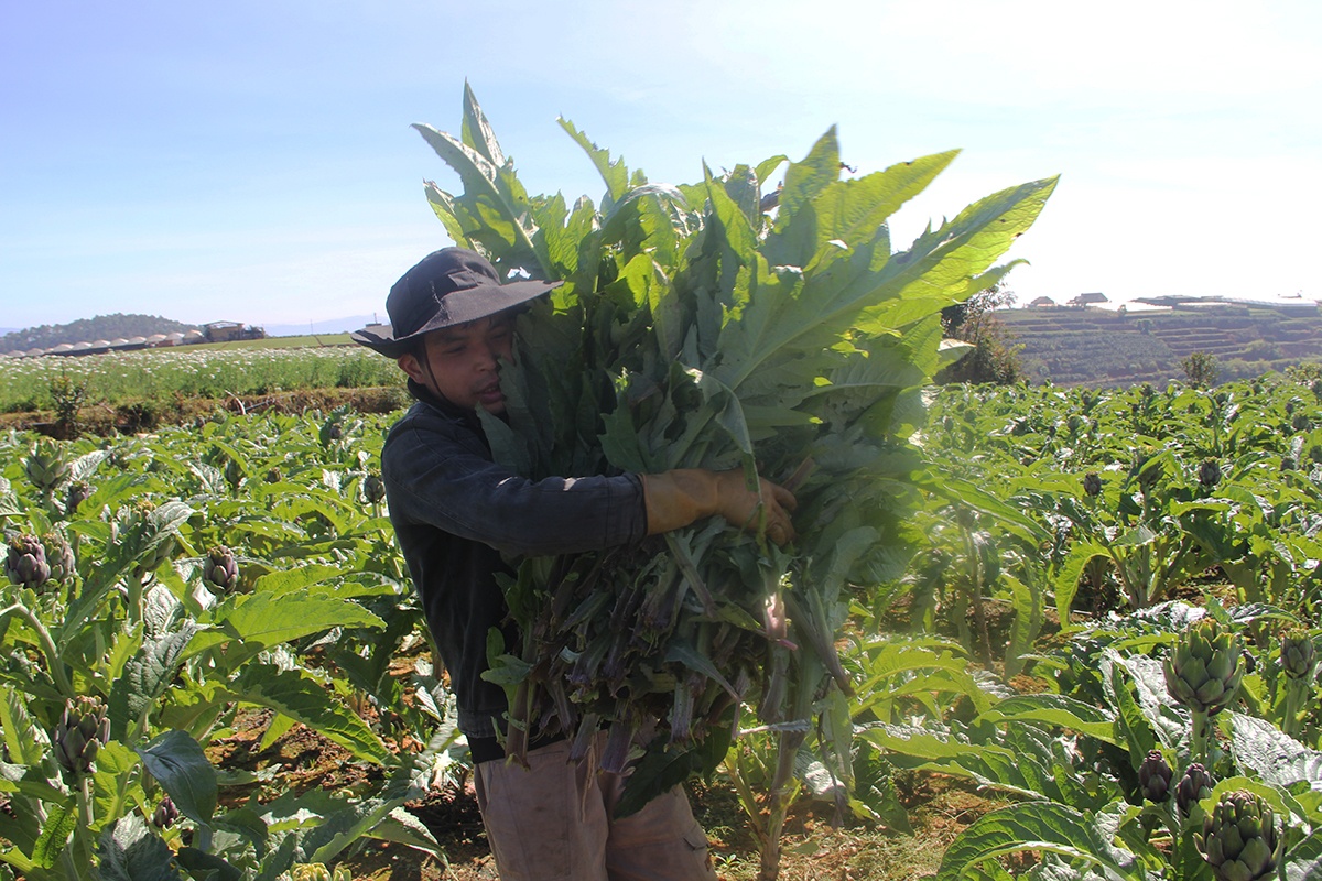 Ben trong vuon trong atiso giup nong dan Da Lat thu tram trieu hinh anh