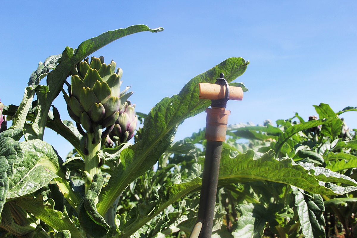 Thu 400 trieu nam nho trong atiso duoc lieu anh 9