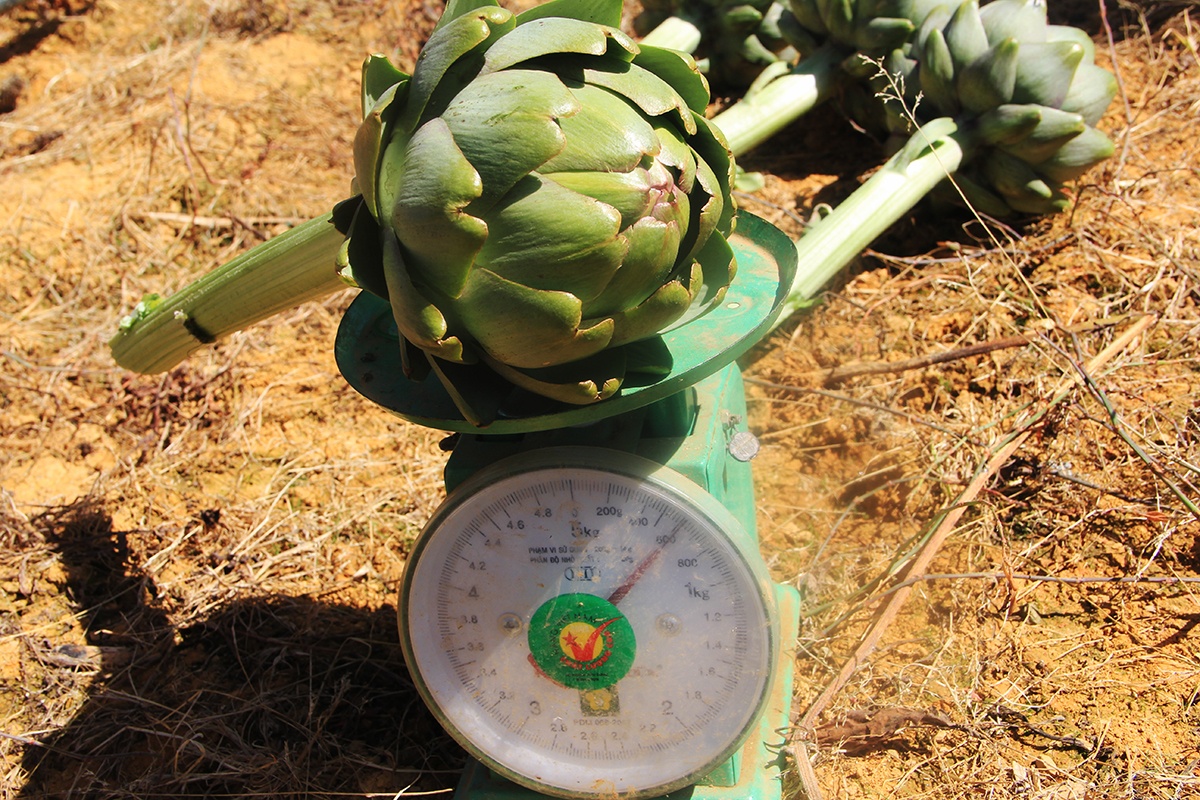 Thu 400 trieu nam nho trong atiso duoc lieu anh 11