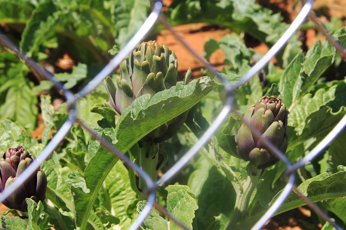 Thu 400 trieu nam nho trong atiso duoc lieu anh 8