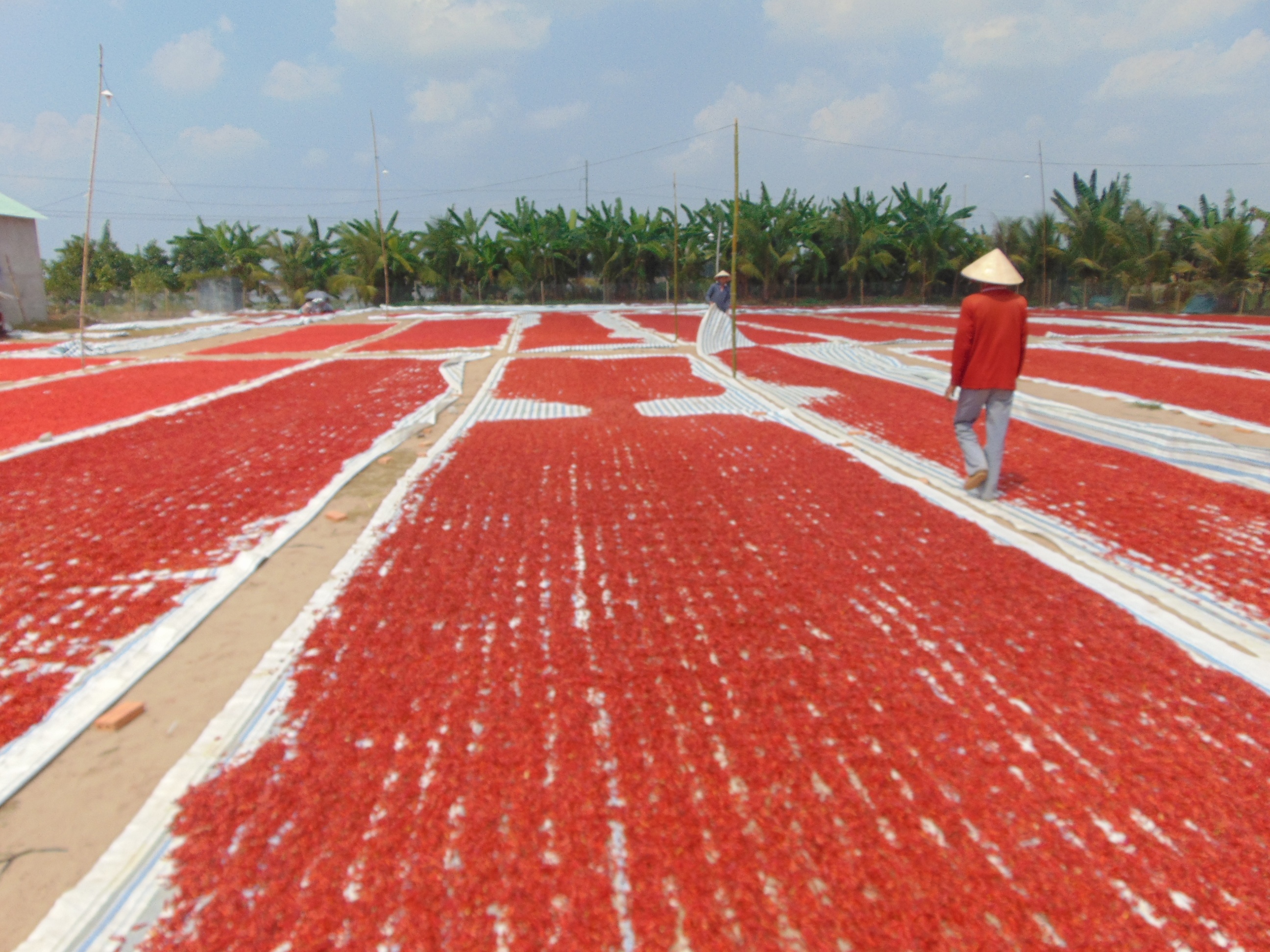 Gia ot mien Tay giam 10 lan hinh anh