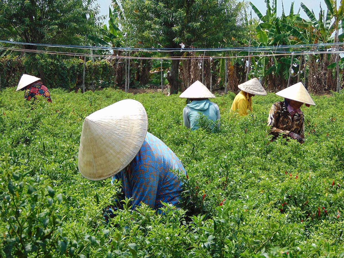 Nong dan mien Tay gap kho vi gia ot giam anh 3