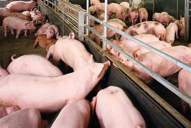 Dan Dong Nai mang thit heo len Sai Gon ban le anh 2