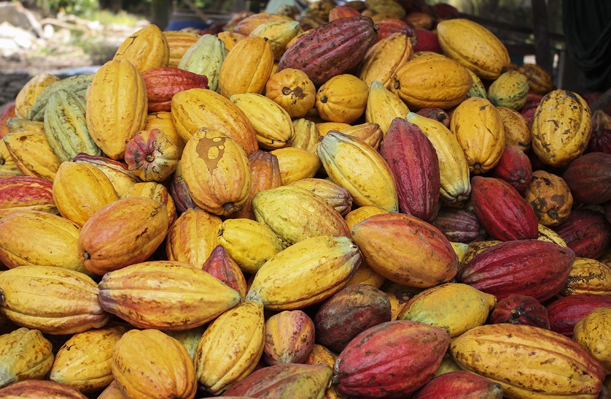 Ve mien Tay xay giac mo nguoi Viet dau tien lam chocolate hinh anh