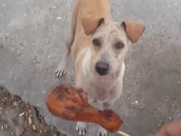 Hanh dong bat ngo cua cho me khien dan mang roi le hinh anh