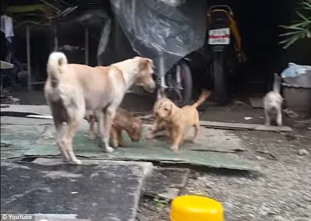 câu chuyện cảm động ảnh 1 cau chuyen cam dong anh 1