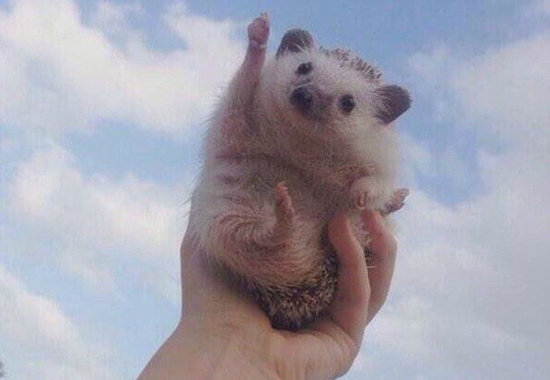 anh che noi bat nam 2016 anh 15