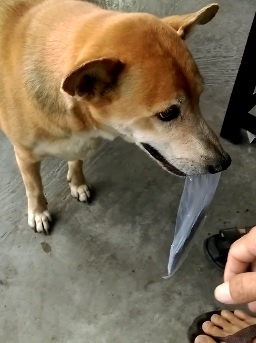 chu cho giup chu ban ve so anh 1