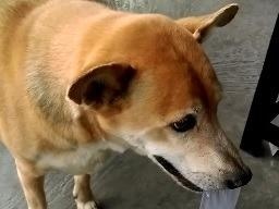 Chu cho giup chu ngheo ban ve so o Ca Mau hinh anh