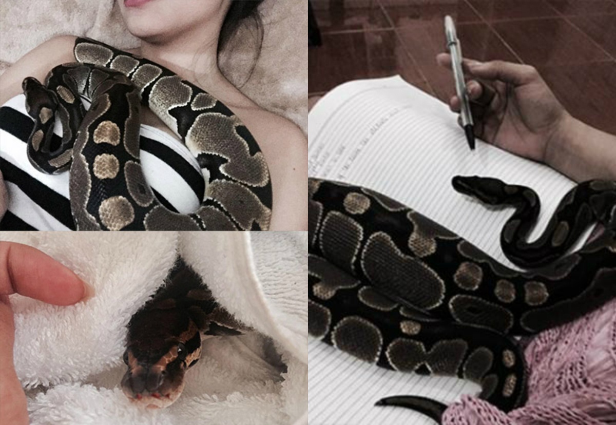 co giao xinh dep thich ngu voi ran anh 3